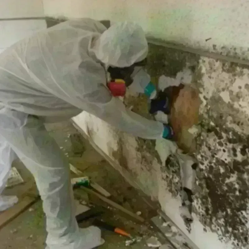 Mold Remediation and Removal in Talbotton, GA